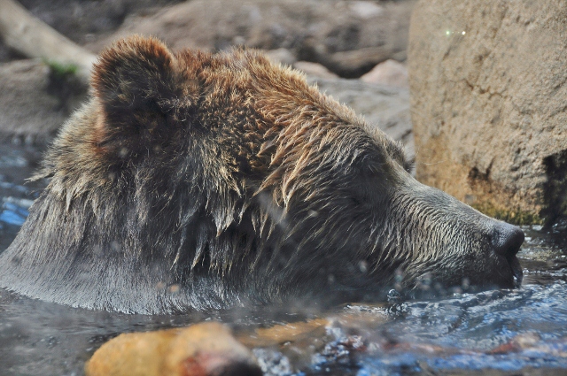 the grizzly bear